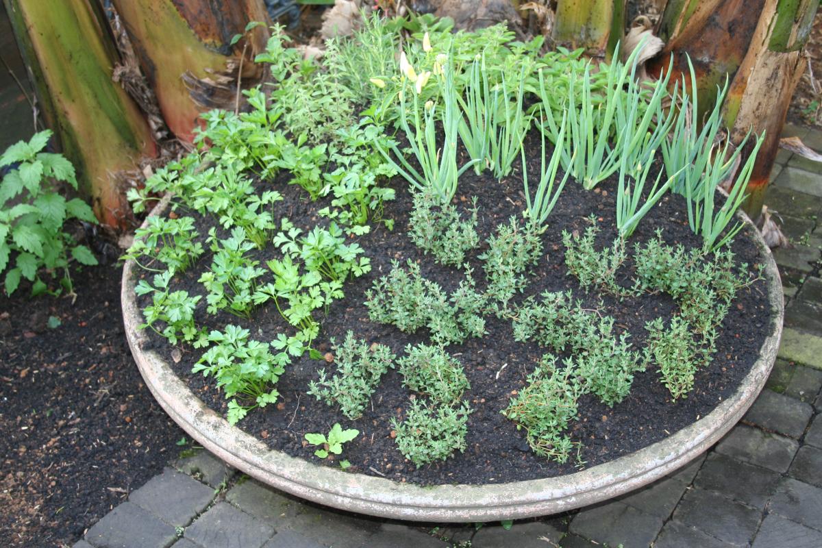 Como escolher sementes para uma horta de temperos