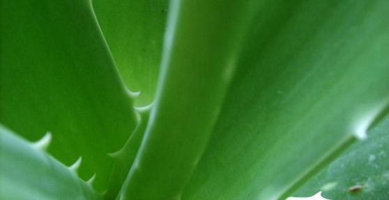 Como aliviar as varizes com aloe vera