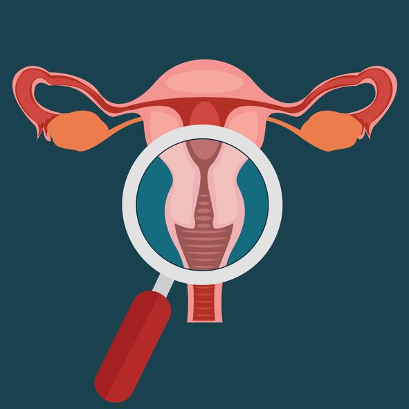 Qual é o tamanho normal dos ovários? - Qual é o tamanho normal dos ovários