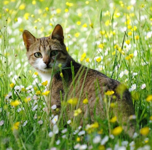 Quais são as plantas tóxicas para os gatos