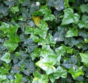 Quais são as plantas tóxicas para os gatos - Passo 11