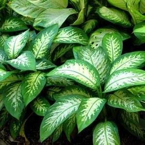 Quais são as plantas tóxicas para os gatos - Passo 12