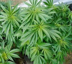 Quais são as plantas tóxicas para os gatos - Passo 5