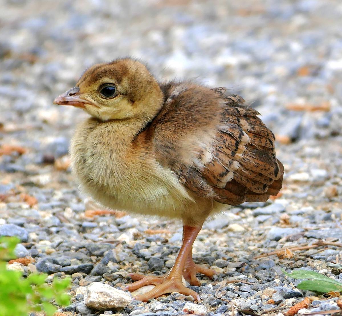 Como criar filhotes de Pavão