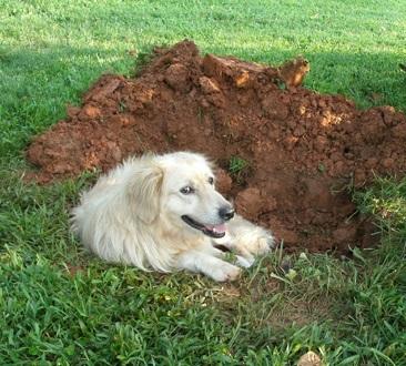 Como fazer seu cachorro parar de cavar