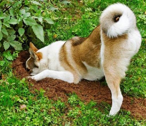 Como fazer seu cachorro parar de cavar - Passo 2