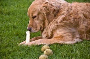 Como fazer seu cachorro parar de cavar - Passo 4