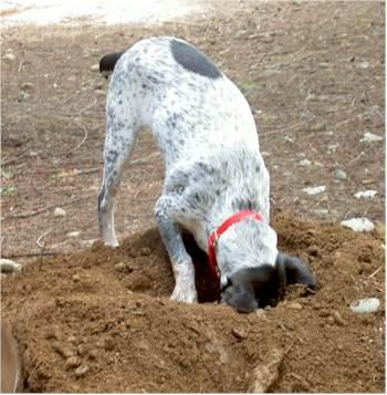 Como fazer seu cachorro parar de cavar - Passo 6