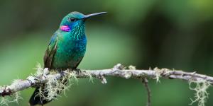 Como atrair beija-flores para o jardim