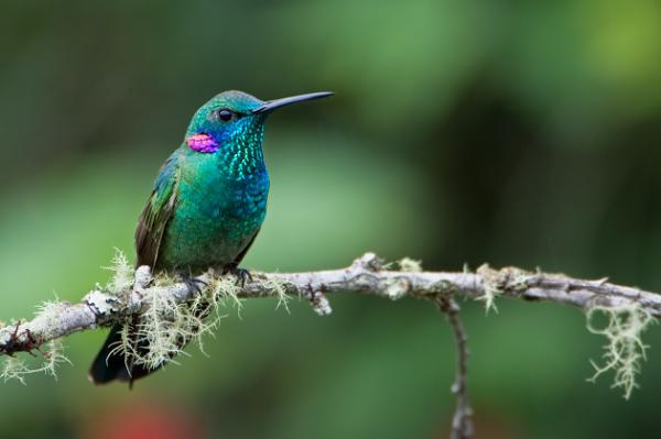 Como atrair beija-flores para o jardim