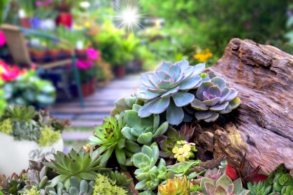 5 suculentas de sombra e como cuidar delas
