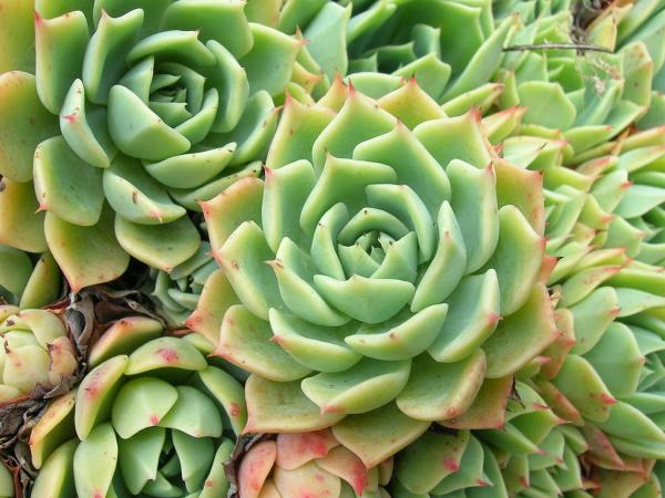 5 suculentas de sombra e como cuidar delas -