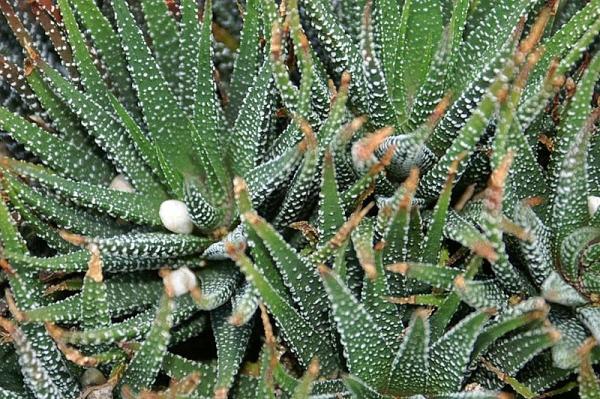 5 suculentas de sombra e como cuidar delas -