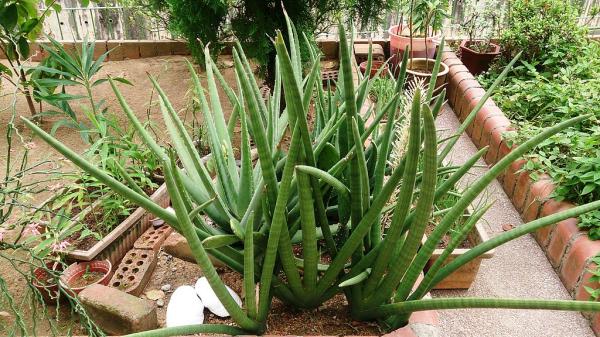 5 suculentas de sombra e como cuidar delas -