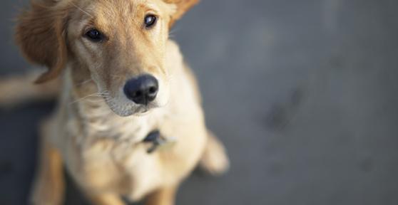 Como espantar as moscas dos cachorros