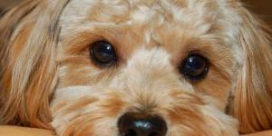 Como limpar os olhos do meu cachorro