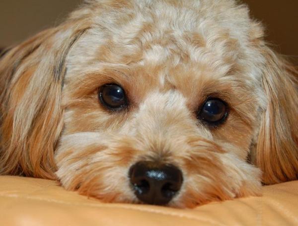 Como limpar os olhos do meu cachorro