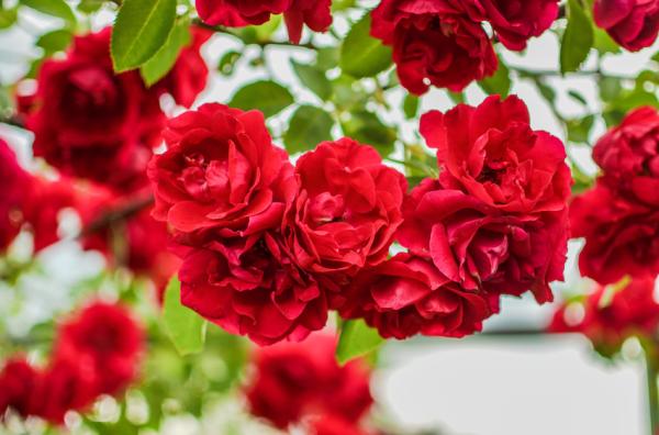 Minha roseira não floresce, o que fazer? - Receita do adubo e cuidados