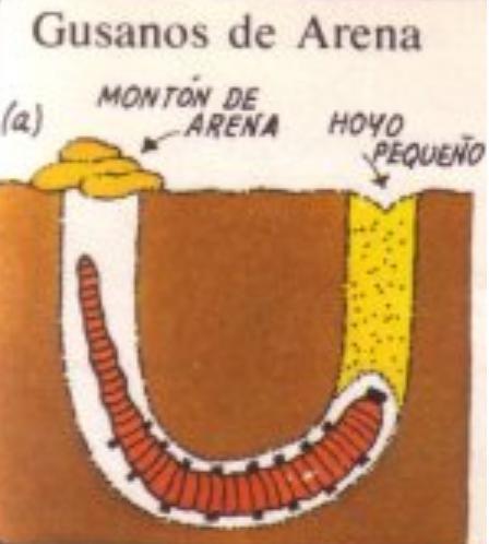 Como apanhar minhocas de areia para a pesca - Passo 1
