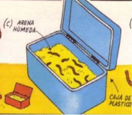Como apanhar minhocas de areia para a pesca - Passo 3