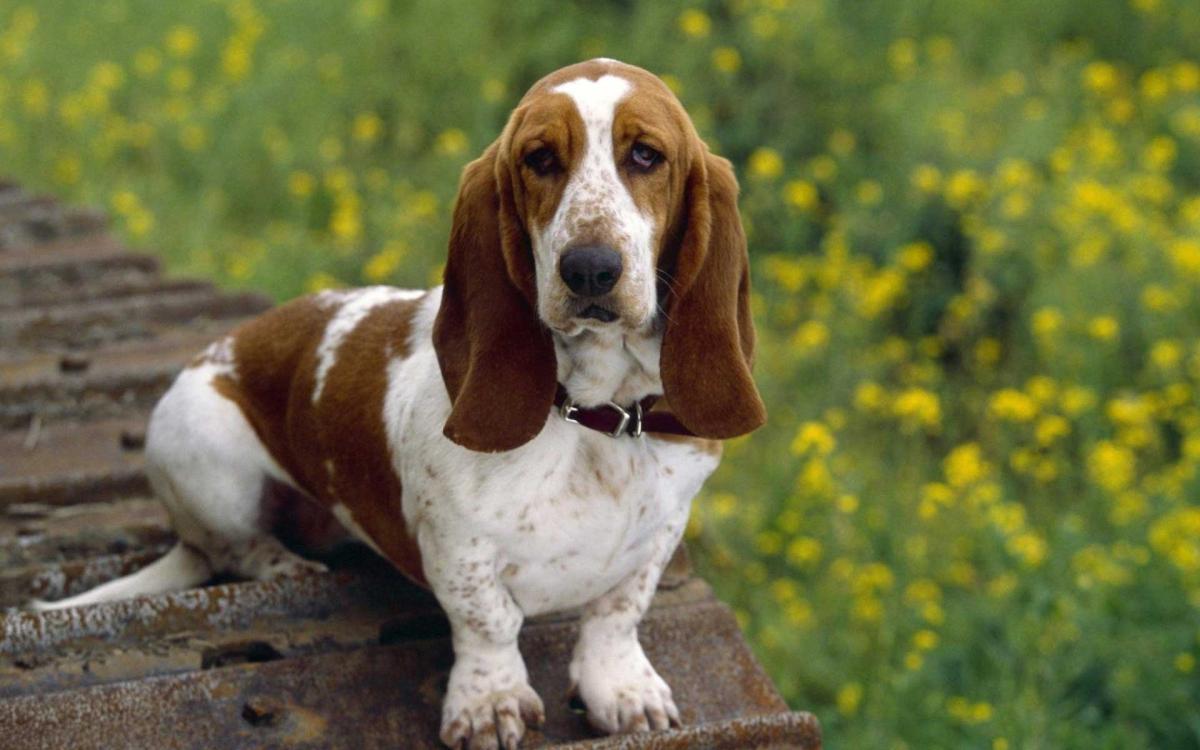 Como cuidar de um Basset Hound