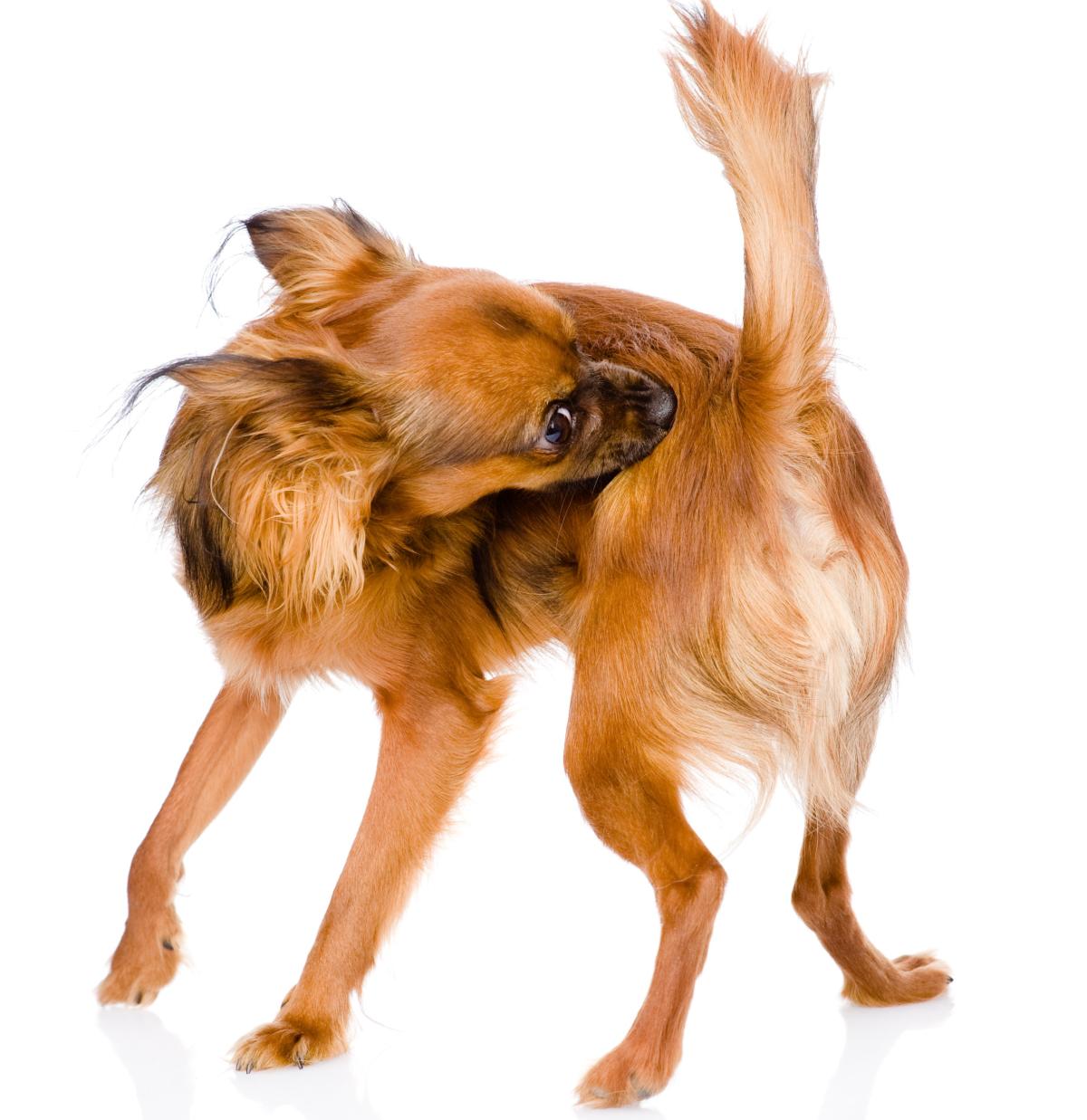 O que fazer quando o cachorro fica se mordendo