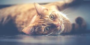 Como tratar a sarna em gatos com remédios caseiros