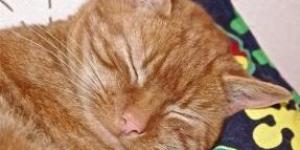 Como tratar a conjuntivite do meu gato