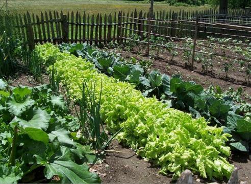 Como fazer fertilizante de urtigas - Passo 2