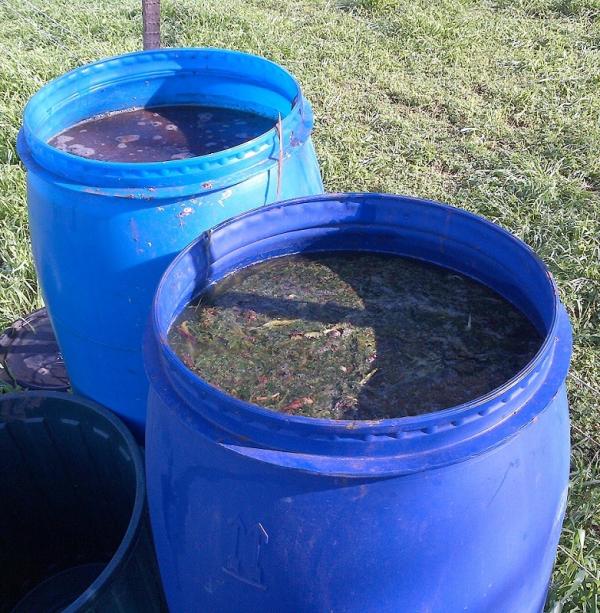 Como fazer fertilizante de urtigas - Passo 6
