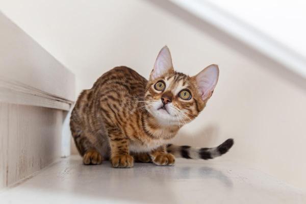 Raças de gatos que parecem linces - Bengal