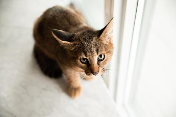 Raças de gatos que parecem linces - Caracat