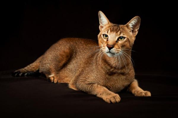 Raças de gatos que parecem linces - Chausie