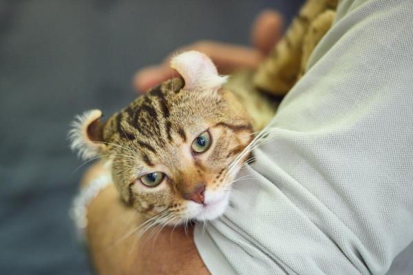 Raças de gatos que parecem linces - Highlander