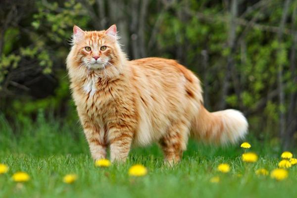 Raças de gatos que parecem linces - Maine Coon
