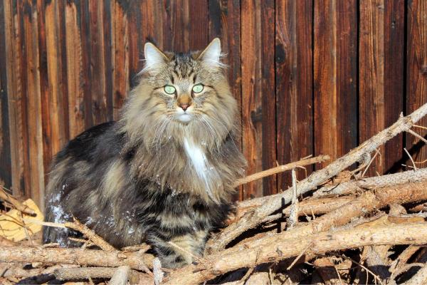 Raças de gatos que parecem linces - Norueguês da Floresta