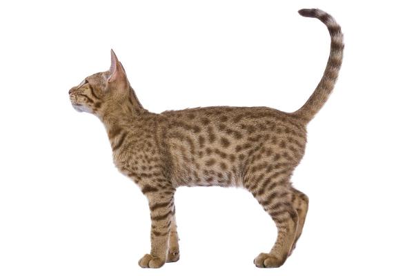 Raças de gatos que parecem linces - Ocicat