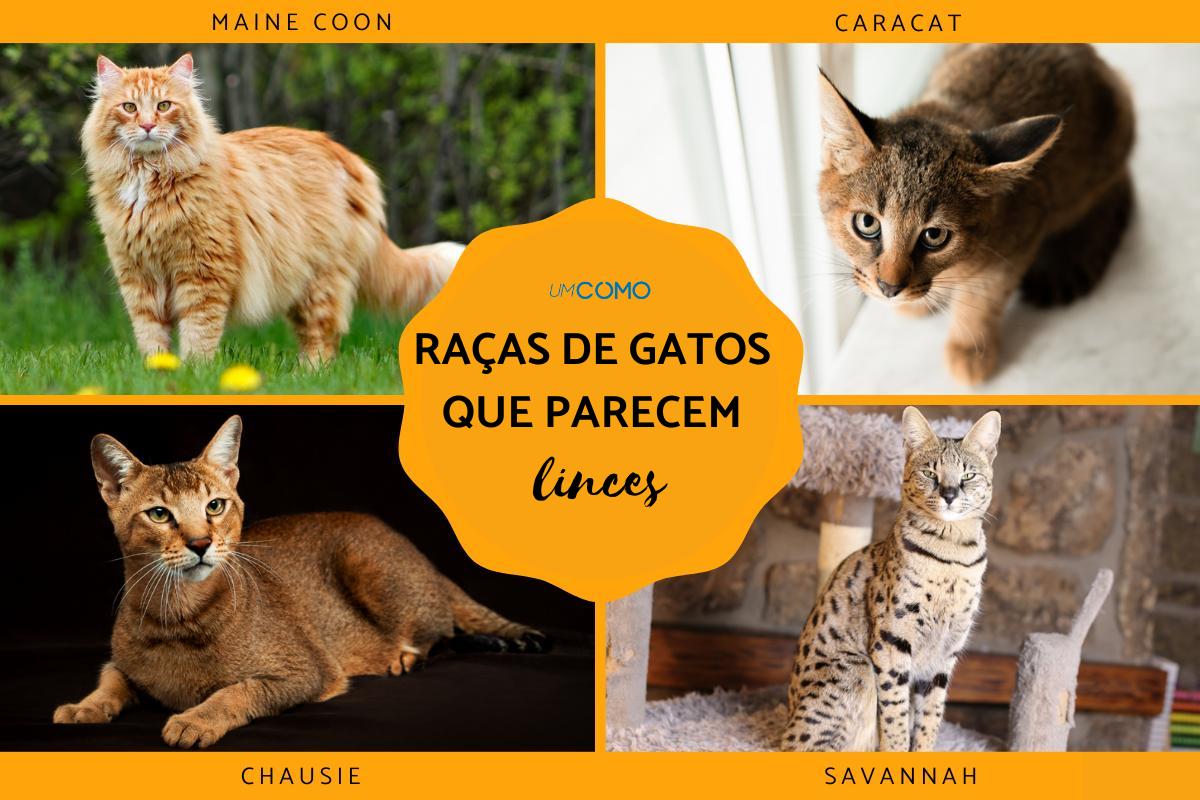 Raças de gatos que parecem linces