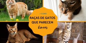 Raças de gatos que parecem linces