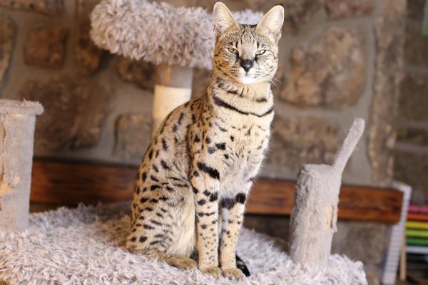 Raças de gatos que parecem linces - Savannah