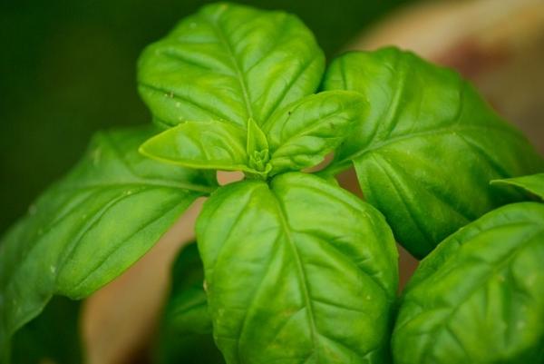 Chá de manjericão serve para quê? - Receitas! - Chá de manjericão para gripe