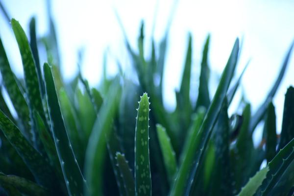 Como usar a babosa para emagrecer - Tomar aloe vera para emagrecer