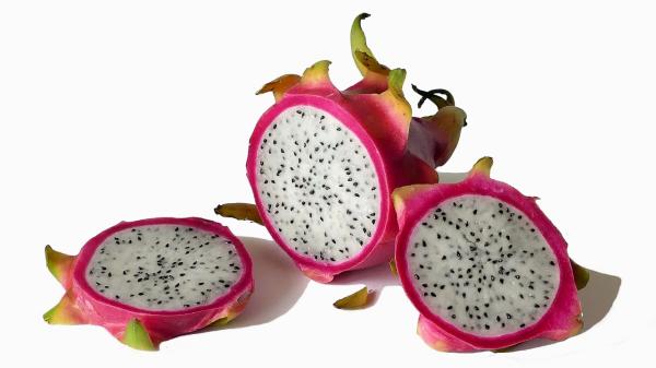 Como plantar pitaia - Como plantar pitaya no vaso