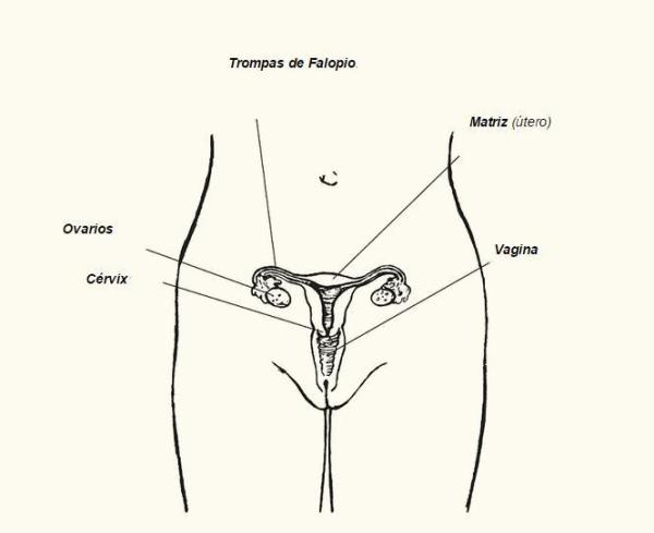 Quais são as partes da vagina - O sistema reprodutor feminino