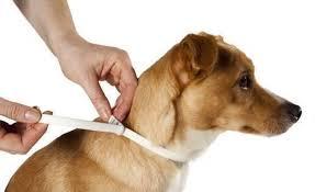 Como tirar berne de cachorro - Como evitar berne