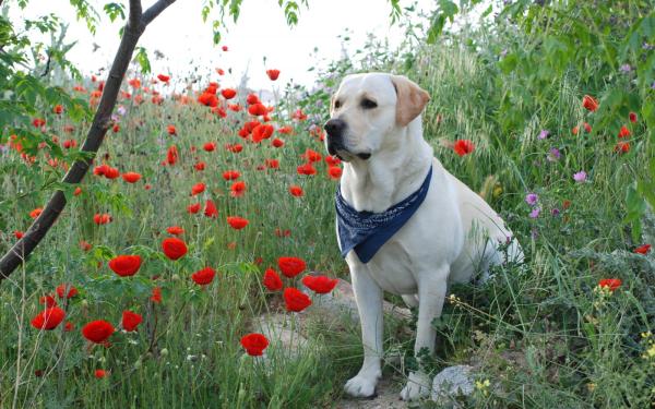 Como tirar berne de cachorro