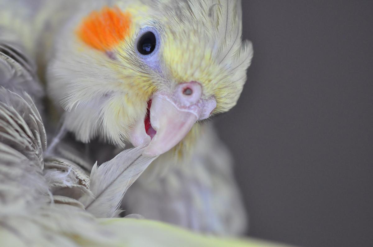 Como saber se a calopsita está com frio