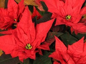 Qual o significado dos enfeites de Natal - Qual é o significado da poinsétia ou poinsettia