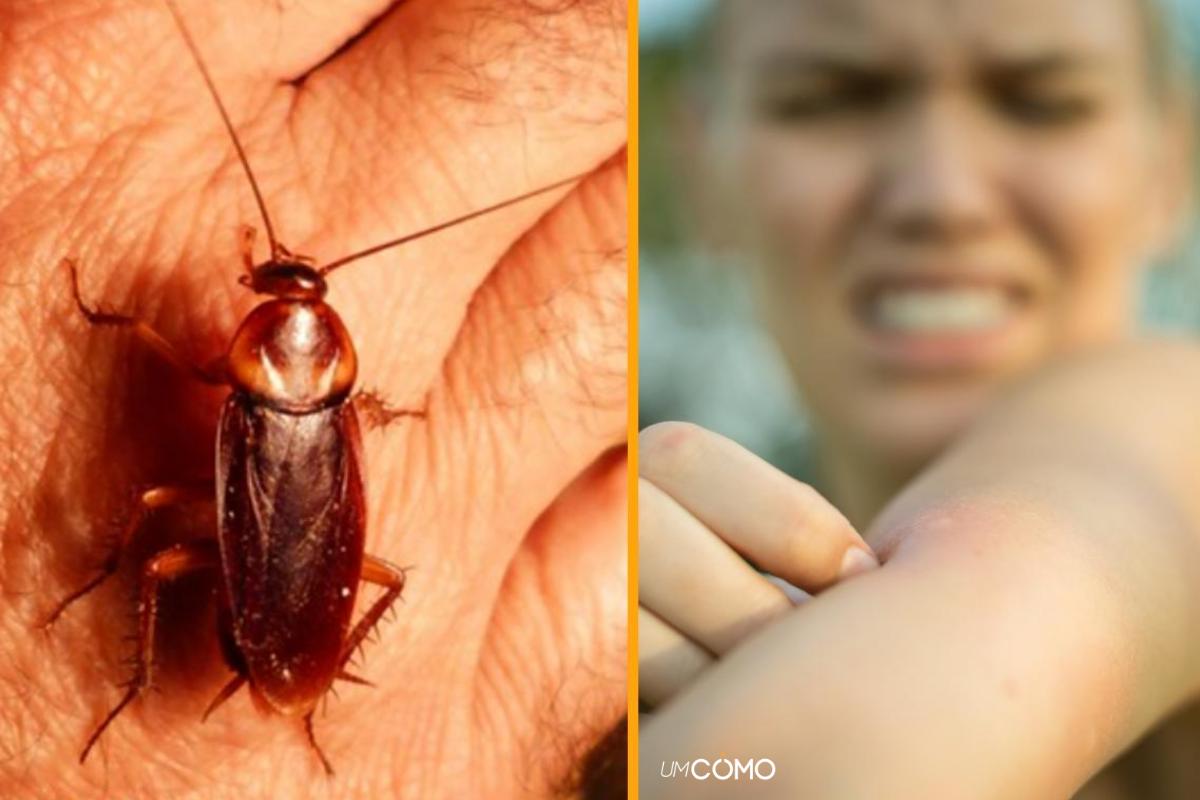 Barata morde pessoas?