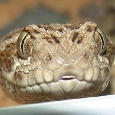 Qual é a cobra mais venenosa do mundo - Echis: a víbora de serra escalada